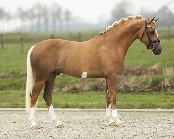 jumper Cicero de Umme (Nederlands Rijpaarden en Pony, 2021, from FS Champion de Luxe)