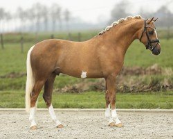 dressage horse Cicero de Umme (Nederlands Rijpaarden en Pony, 2021, from FS Champion de Luxe)