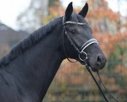 stallion Fürstenschatz (Hanoverian, 2014, from Fürstenball)