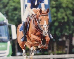 broodmare Miss Valentine (Nederlands Rijpaarden en Pony, 2008, from Kanshebber)