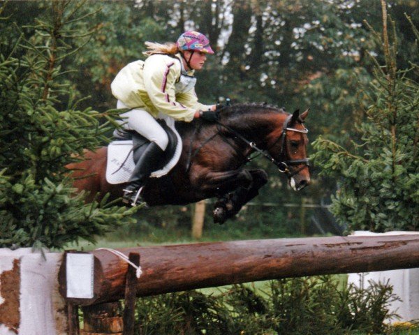 Deckhengst Nobility (Nederlands Rijpaarden en Pony, 1994, von Nucari)