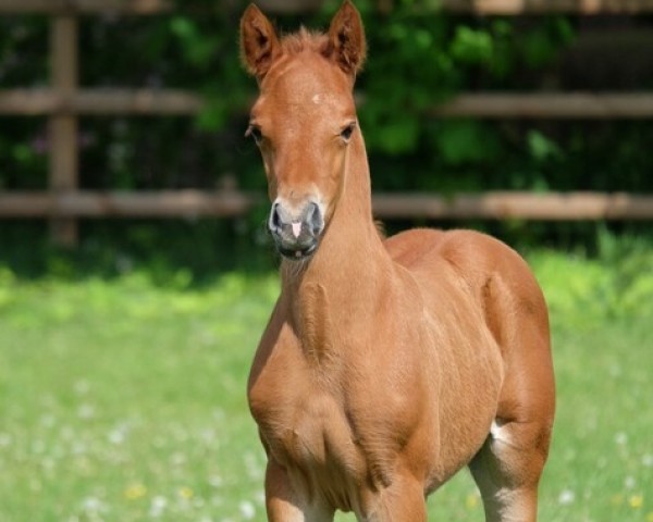 foal by Maximillian de Umme (Nederlands Rijpaarden en Pony, 2024, from Million Reasons)