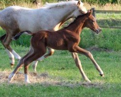 jumper Mattie de Umme (Nederlands Rijpaarden en Pony, 2021, from Koetsiershoeve Messenger)