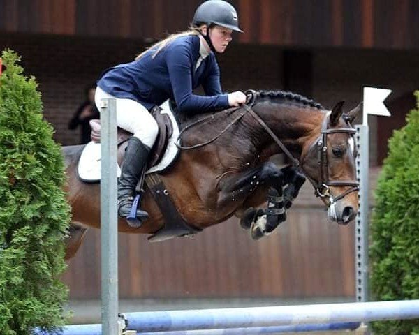 stallion Koetsiershoeve Messenger (German Riding Pony, 2016, from Merlijn vd Bisschop)