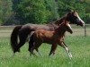 broodmare Noortje van de Beekerheide (Nederlands Rijpaarden en Pony, 2004, from Neptune van de Beekerheide)