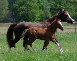 broodmare Noortje van de Beekerheide (Nederlands Rijpaarden en Pony, 2004, from Neptune van de Beekerheide)