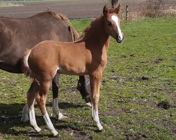 Dressurpferd Night Flight de Umme (Nederlands Rijpaarden en Pony, 2022, von Neverland WE)