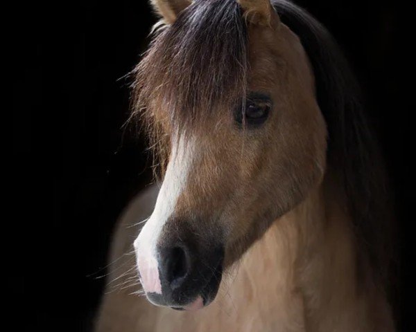 horse Hunnenhoeks Quinti (Welsh mountain pony (SEK.A), 2005, from Coelenhage's Jarno)