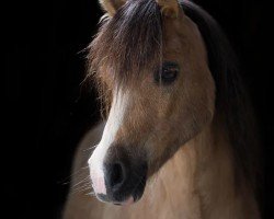 horse Hunnenhoeks Quinti (Welsh mountain pony (SEK.A), 2005, from Coelenhage's Jarno)