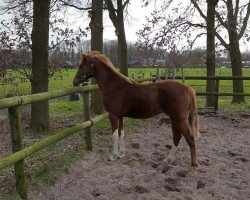 dressage horse Nifty de Umme (Nederlands Rijpaarden en Pony, 2023, from Geronimo Taonga)