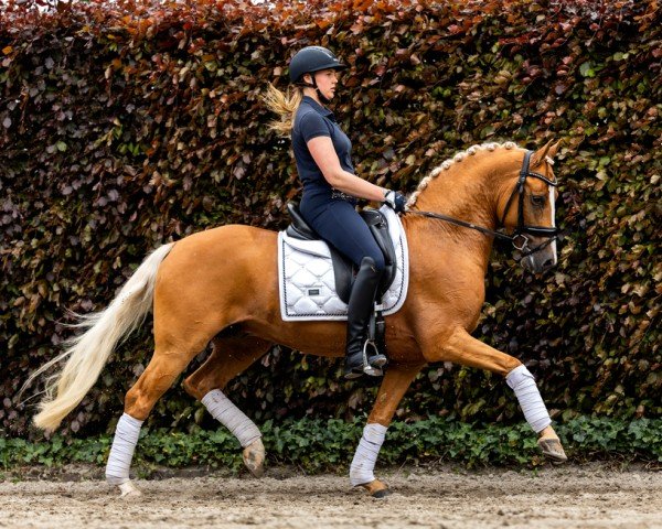 Deckhengst Geronimo Taonga (Deutsches Reitpony, 2019, von Golden West NRW)