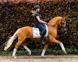 stallion Geronimo Taonga (German Riding Pony, 2019, from Golden West NRW)