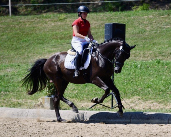 dressage horse Fürstano W (Austrian Warmblood, 2021, from Fürst Otto)