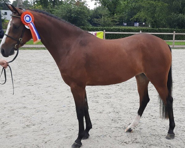 Zuchtstute Bright Spot de Umme (Nederlands Rijpaarden en Pony, 2020, von Thunder du Blin)