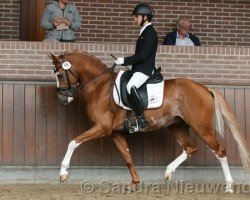 dressage horse Mochyndaear Dragonfly In Amber (Nederlands Rijpaarden en Pony, 2018, from Hexagon's Double Dutch)