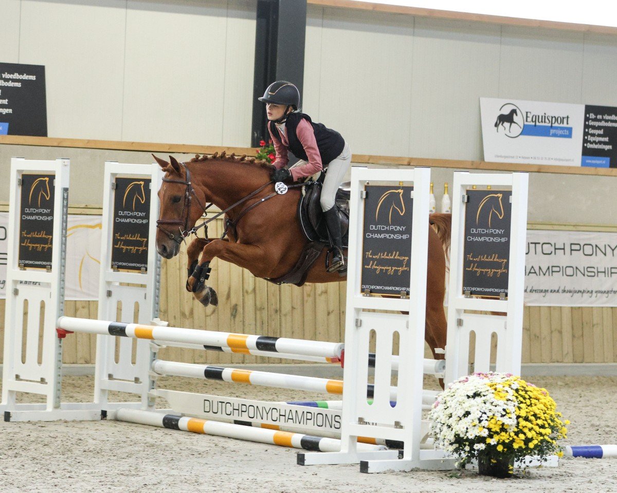 Pferd Guapo de Umme (Nederlands Rijpaarden en Pony, 2020, von Geronimo Z)
