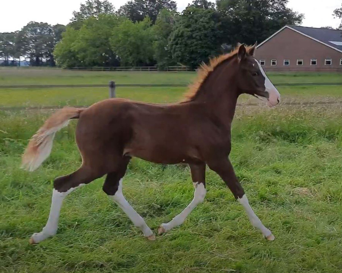dressage horse Dudok de Umme (Nederlands Rijpaarden en Pony, 2024, from Mochyndaear Dragonfly In Amber)
