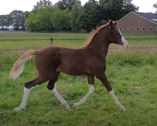 foal by Dudok de Umme (Nederlands Rijpaarden en Pony, 2024, from Mochyndaear Dragonfly In Amber)