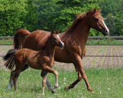 horse Jagger de Umme (Nederlands Rijpaarden en Pony, 2023, from Joli du Vi)