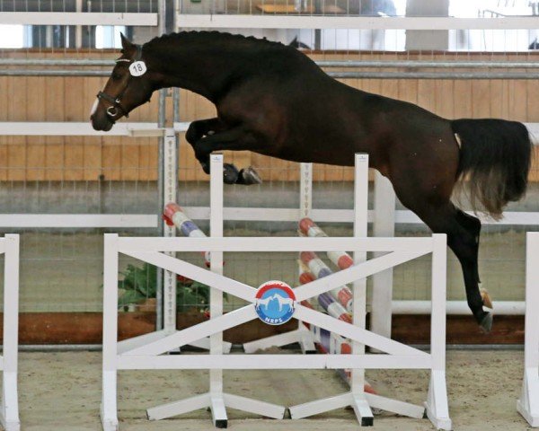 Pferd Joli du Vi (Nederlands Rijpaarden en Pony, 2019, von Stoppelholms Jumper)