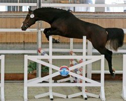 horse Joli du Vi (Nederlands Rijpaarden en Pony, 2019, from Stoppelholms Jumper)