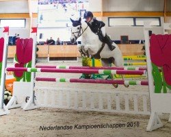 jumper Country Baboun (New Forest Pony, 2007, from Kantje's Ronaldo)