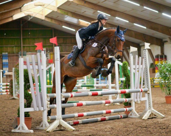 jumper Kara Mira (Oldenburg show jumper, 2019, from Karajan)