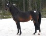 Deckhengst Master 129 FIN (Schwedisches Warmblut, 1988, von Ceylon)