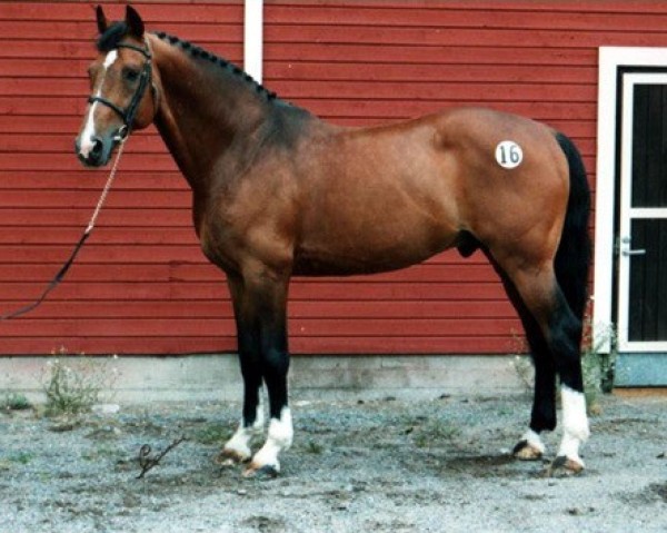 stallion Domplatz 68 FIN (KWPN (Royal Dutch Sporthorse), 1985, from Saluut)