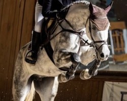 broodmare Casino Lady (Oldenburg show jumper, 2018, from Casino Berlin OLD)