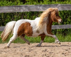 Zuchtstute Gia von den Alleegärten (Shetland Pony (unter 87 cm), 2020, von Elmhorst Irish Coffee)