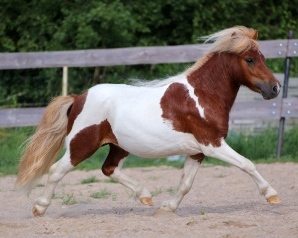 Deckhengst Irish Red Chili von den Alleegärten (Shetland Pony (unter 87 cm), 2020, von Elmhorst Irish Coffee)