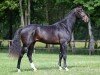 stallion Kensington Es (KWPN (Royal Dutch Sporthorse), 2015, from Cornet Obolensky)