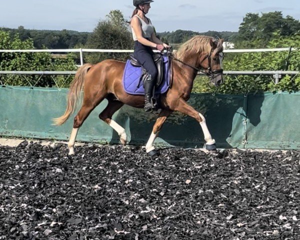 dressage horse Fabelhafter Floris (German Riding Pony, 2021, from Fabelhafter Frechdachs)