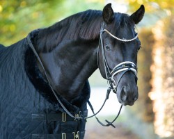 dressage horse Total Dream KW (Oldenburg, 2021, from Total McLaren)