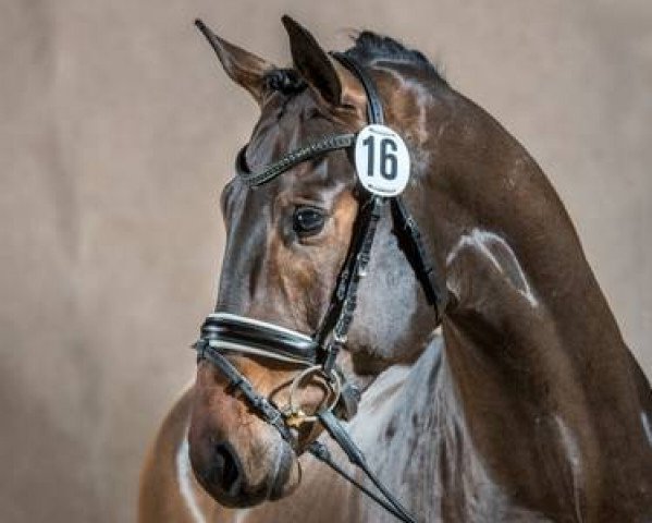 stallion Furst Romanov (Oldenburg, 2014, from First Choice)