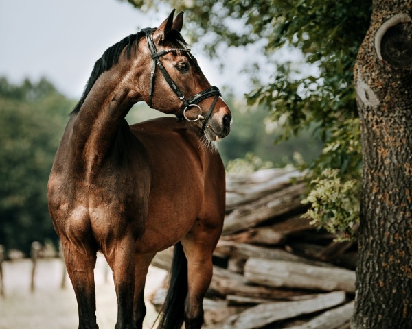 horse Rasmus 66 (Westphalian, 1994, from Renoir I)