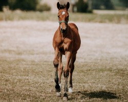 Springpferd Cinderella (Rheinländer, 2021, von Comme LE Coeur)