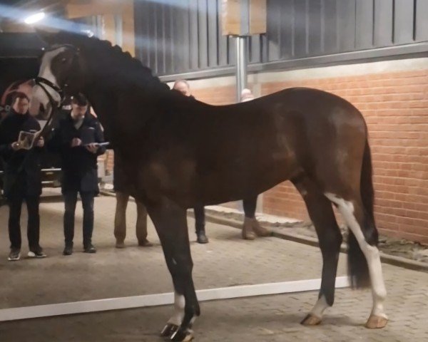 horse Bentleys Baron vF (Oldenburg show jumper, 2022, from Bentley van de Heffinck)