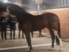 horse Bentleys Baron vF (Oldenburg show jumper, 2022, from Bentley van de Heffinck)