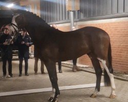 horse Bentleys Baron vF (Oldenburg show jumper, 2022, from Bentley van de Heffinck)