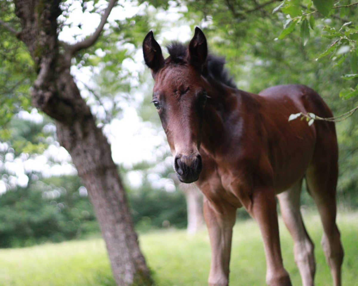 horse Fun and Fancy SL (Hanoverian, 2024, from Follow Him´s Schönweide)