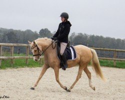 broodmare Nayeli P (German Riding Pony, 2020, from Neverland WE)