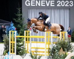 jumper Fedora Val Henry (Selle Français, 2015, from Jarnac)