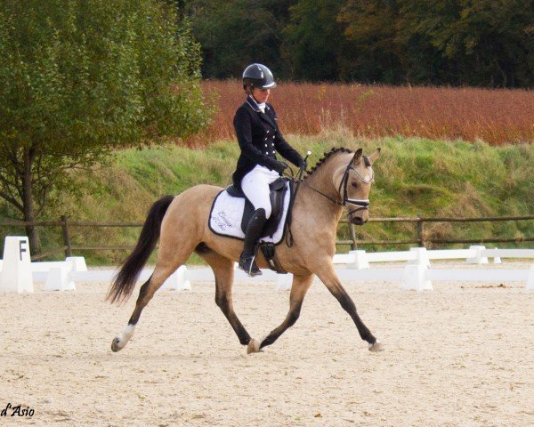 broodmare Crown Miss Perfect (German Riding Pony, 2019, from Coer Noble)