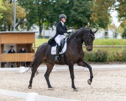 dressage horse Lord Lavalino (Württemberger, 2013, from Lord Leopold 7)