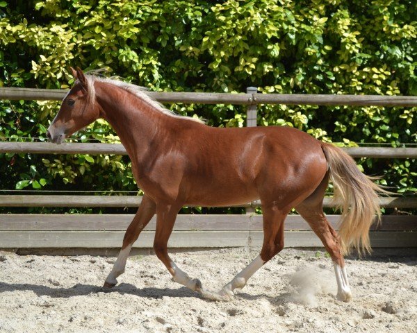 Dressurpferd Nutty Dream d'Asio (Welsh Partbred, 2023, von Fs Numero Uno)