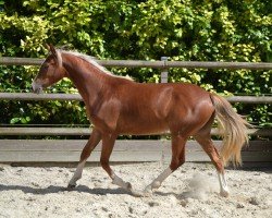 horse Nutty Dream d'Asio (Welsh Partbred, 2023, from Fs Numero Uno)