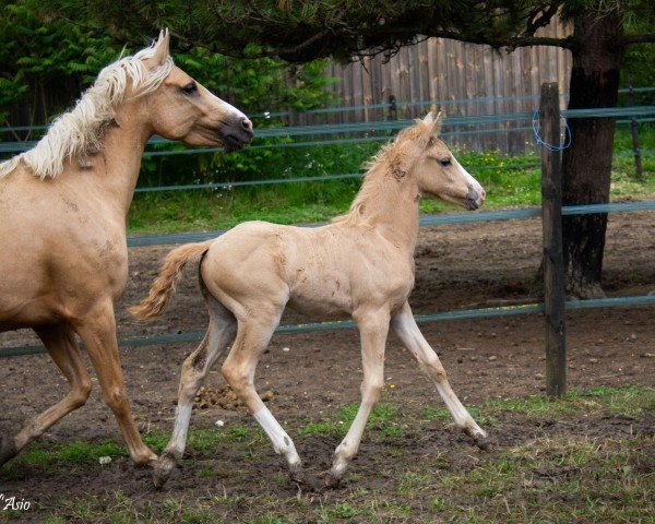 Dressurpferd Only Love d'Asio (Französisches Pony,  , von RM Most Beautiful Boy)