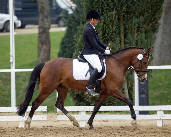 Zuchtstute Malou ZBK (Deutsches Reitpony, 2011, von FS Pearcy Pearson)